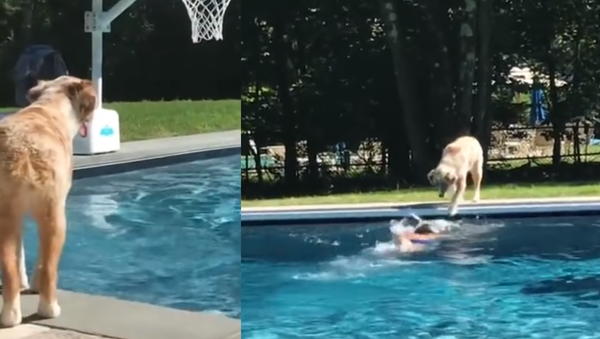 Lending a Paw: Australian Shepherd Makes Excellent Poolside Lifeguard - Sputnik International