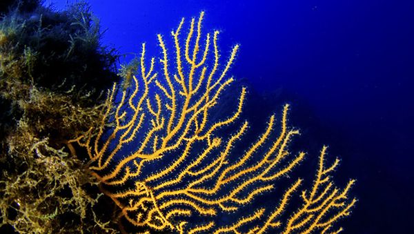 Spectacular Undersea Life of Lipari Island - Sputnik International