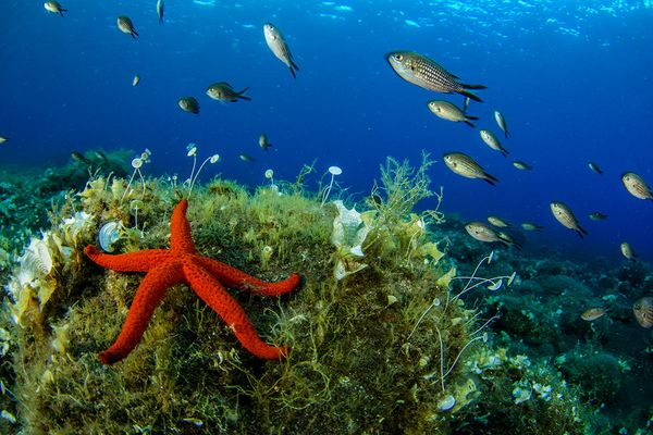 Spectacular Undersea Life of Lipari Island - Sputnik International