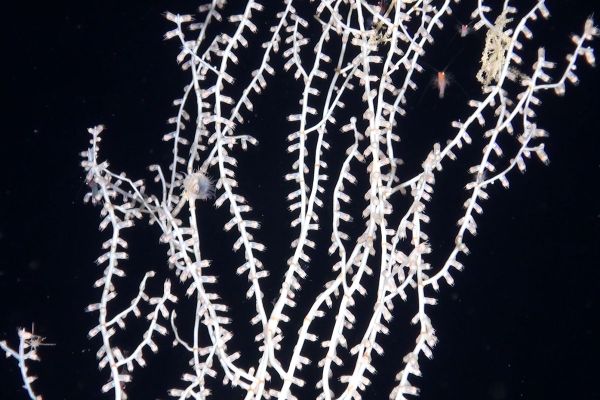 Spectacular Undersea Life of Lipari Island - Sputnik International