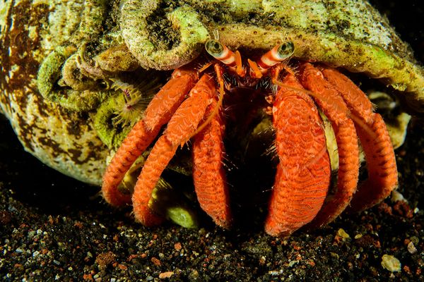 Spectacular Undersea Life of Lipari Island - Sputnik International