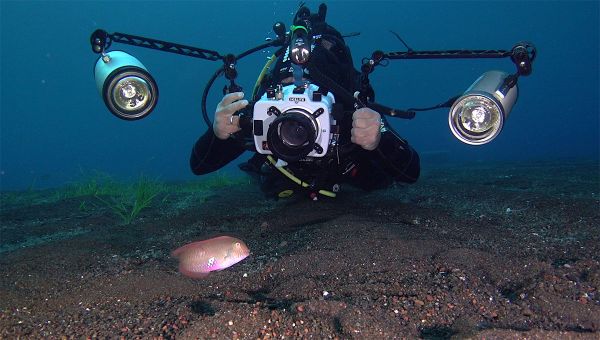 Spectacular Undersea Life of Lipari Island - Sputnik International