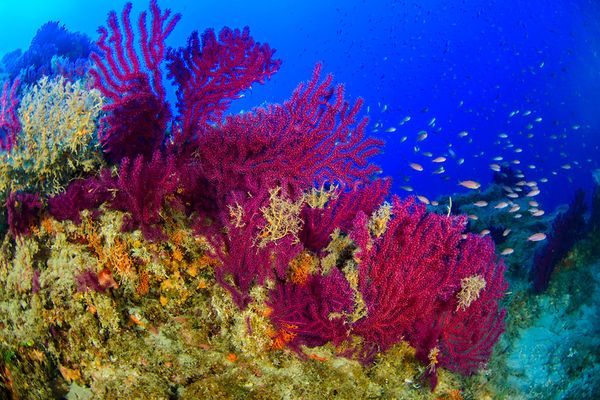 Spectacular Undersea Life of Lipari Island - Sputnik International