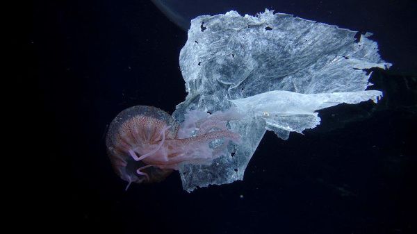 Spectacular Undersea Life of Lipari Island - Sputnik International
