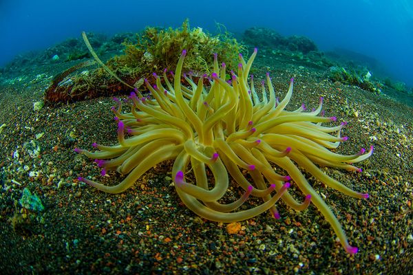 Spectacular Undersea Life of Lipari Island - Sputnik International