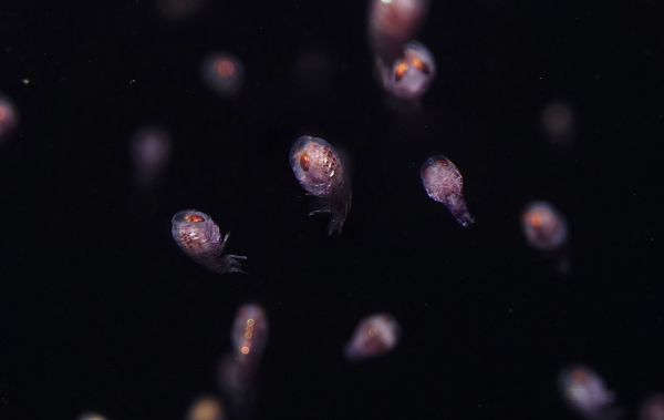 Spectacular Undersea Life of Lipari Island - Sputnik International