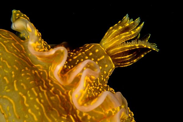 Spectacular Undersea Life of Lipari Island - Sputnik International