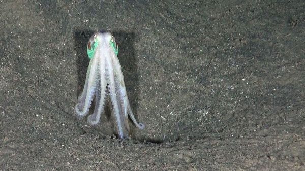 Spectacular Undersea Life of Lipari Island - Sputnik International