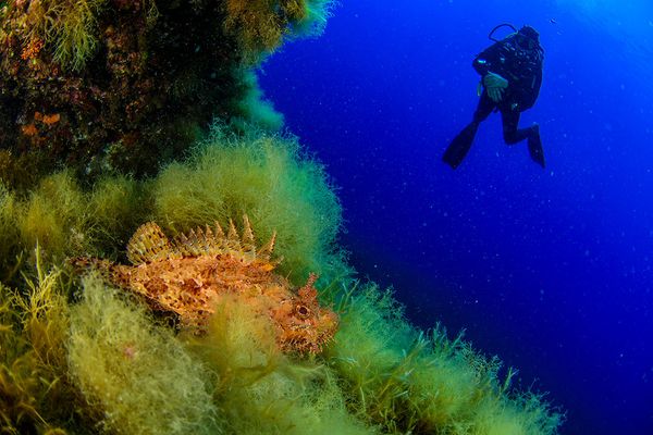 Spectacular Undersea Life of Lipari Island - Sputnik International