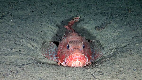 Spectacular Undersea Life of Lipari Island - Sputnik International