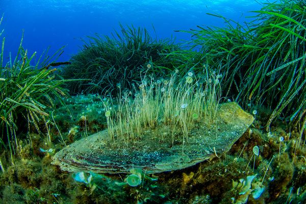 Spectacular Undersea Life of Lipari Island - Sputnik International