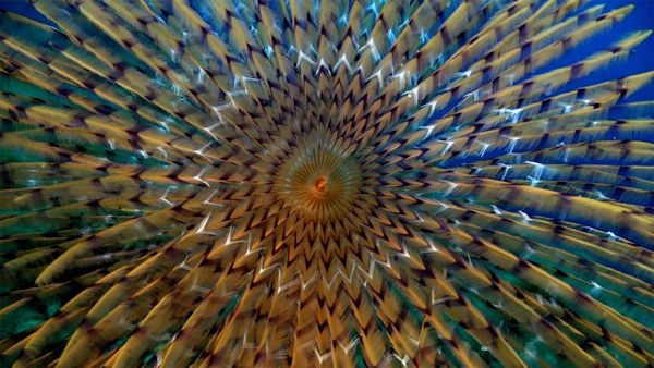 Spectacular Undersea Life of Lipari Island - Sputnik International