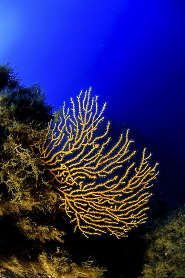 Spectacular Undersea Life of Lipari Island - Sputnik International