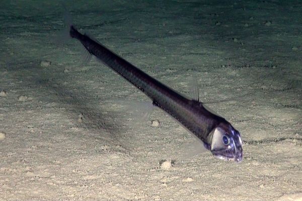 Spectacular Undersea Life of Lipari Island - Sputnik International