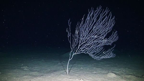 Spectacular Undersea Life of Lipari Island - Sputnik International