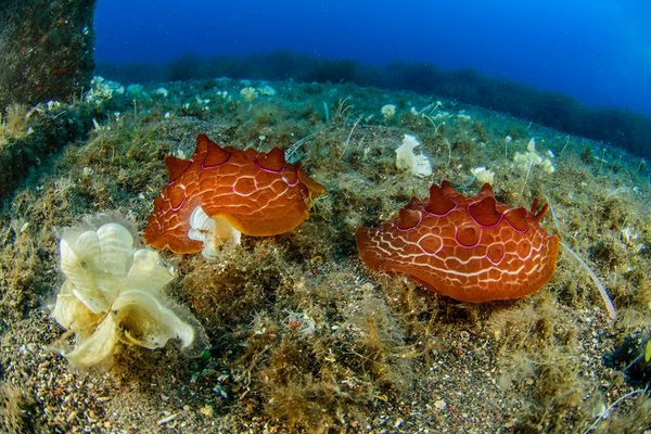 Spectacular Undersea Life of Lipari Island - Sputnik International
