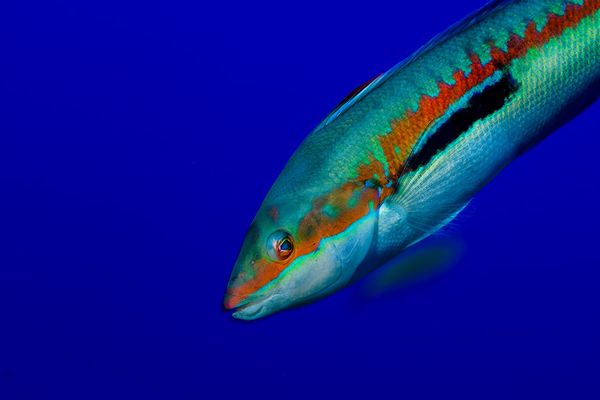 Spectacular Undersea Life of Lipari Island - Sputnik International