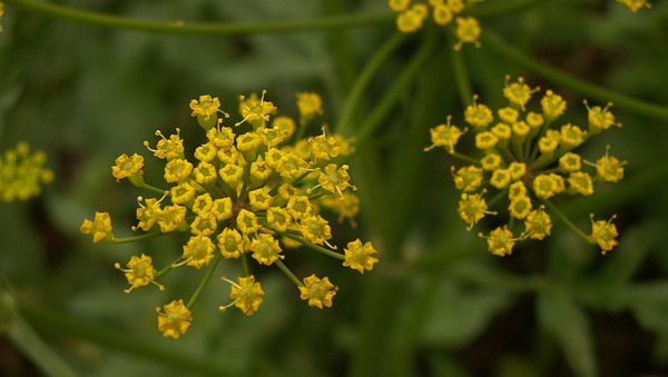 Wild Parsnip (Pastinaca sativa) blooming in Schenley Park, Pittsburgh - Sputnik International
