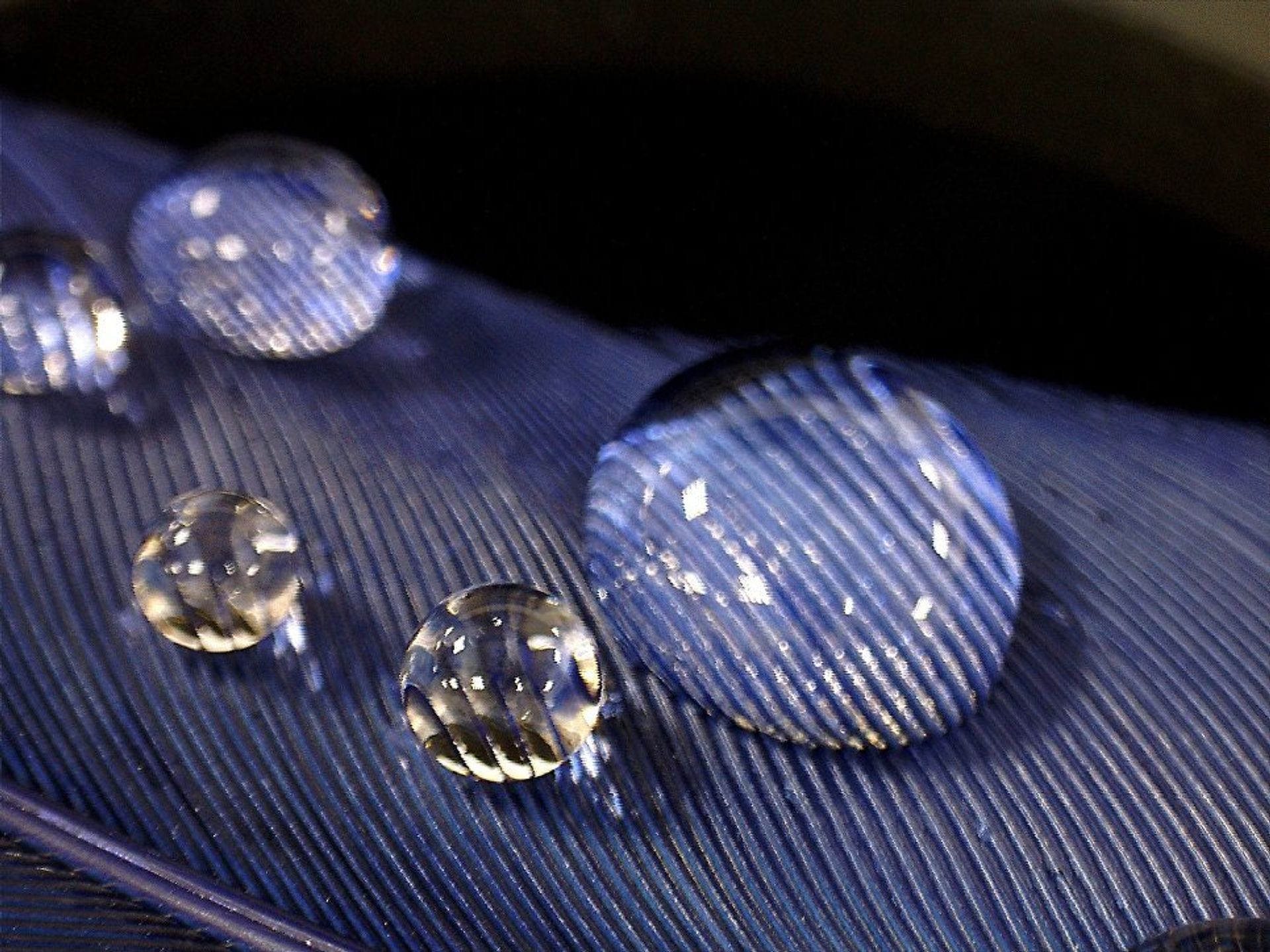 Water drops under increase in a stereomicroscope - Sputnik International, 1920, 29.07.2022