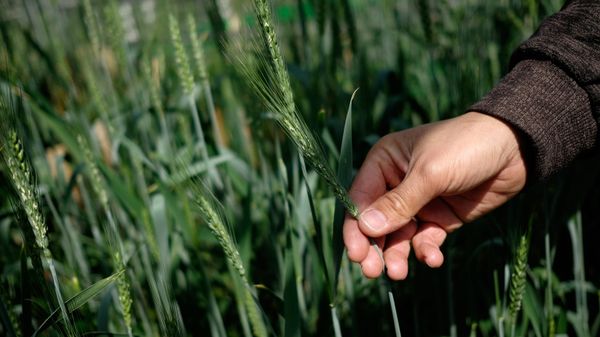 Blossoming of wheat in a fitotronno-hothouse complex in the National center of grain of P.P. Lukyanenko in Krasnodar - Sputnik International