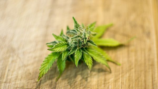 Cannabis  - Sputnik International