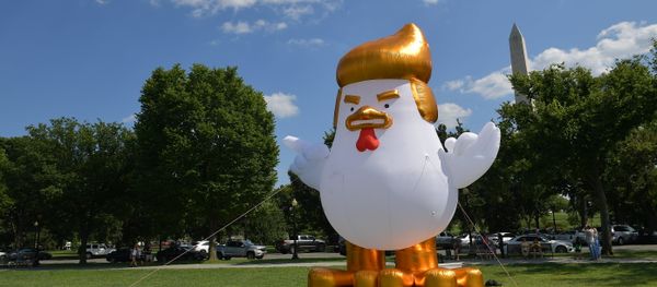 An inflatable chicken mimicking US President Donald Trump is set up on The Ellipse, a 52-acre (21-hectare) park located just south of the White House and north of the Washington Monument (rear) An inflatable chicken mimicking US President Donald Trump is set up on The Ellipse, a 52-acre (21-hectare) park located just south of the White House and north of the Washington Monument (rear) - Sputnik International