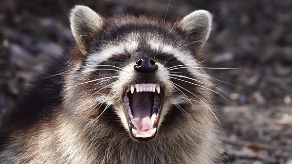 Raccoon - Sputnik International