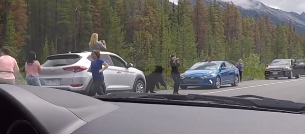 ‘I Said No Pictures!’: Black Bear Makes a Bluff Charge at Canadian Woman - Sputnik International