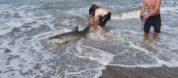 California Men Return Beached Baby Great White Shark to Ocean California Men Return Beached Baby Great White Shark to Ocean - Sputnik International
