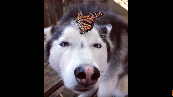 Husky Holds Steady, Goes Cross-Eyed After Monarch Butterfly Makes Landing - Sputnik International