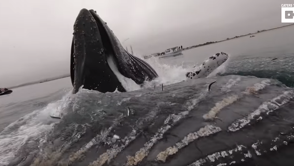 ‘Excuse Me’: Breaching Whale Comes Dangerously Close to Kayaker - Sputnik International