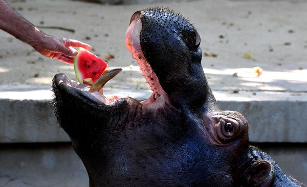 Hippopotamus cooling off in Roman zoo - Sputnik International