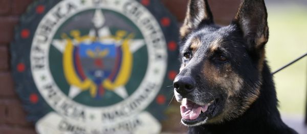 Drug dog Sombra, has helped detect more than 2,000 kilos of cocaine hidden in suitcases, boats and large shipments of fruit, sits outside the police station in Bogota, Colombia, Thursday, July 26, 2018. Drug dog Sombra, has helped detect more than 2,000 kilos of cocaine hidden in suitcases, boats and large shipments of fruit, sits outside the police station in Bogota, Colombia, Thursday, July 26, 2018. - Sputnik International