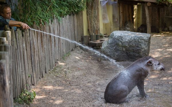 Keeping tapir cool - Sputnik International
