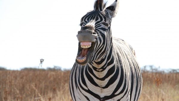 Zebra - Sputnik International
