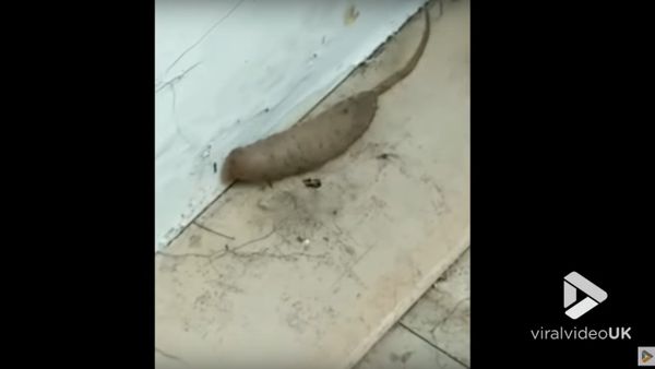 Strange creature on porch - Sputnik International