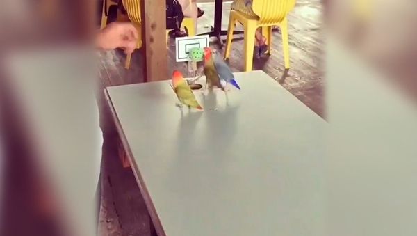 Parrots basketball players - Sputnik International