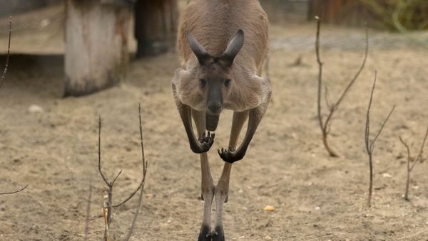 Kangaroo - Sputnik International