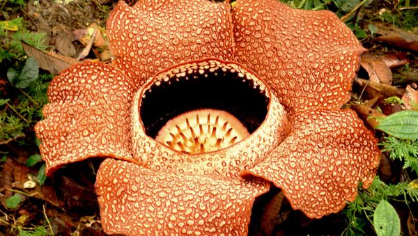 Rafflesia arnoldii - Sputnik International