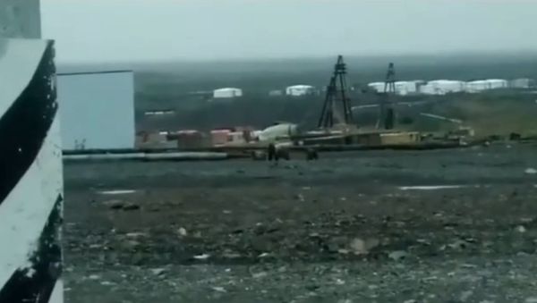 Несколько медведей в окрестностях Кайеркана - Sputnik International