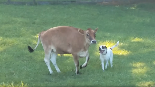 Living Their Best Life: Rescue Cow and Dog Horse Around at Animal Sanctuary - Sputnik International