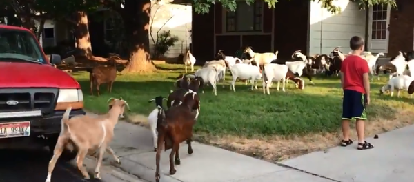 Herd of goats invade Boise, Idaho, neighborhood Herd of goats invade Boise, Idaho, neighborhood - Sputnik International