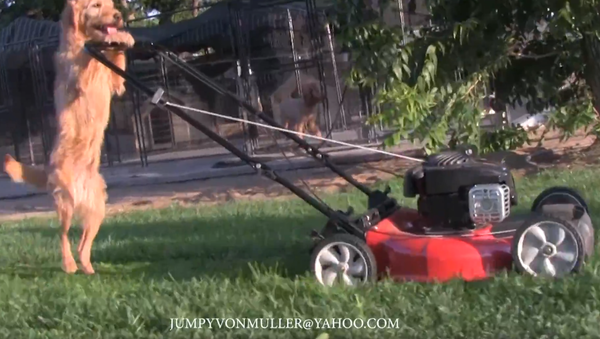 Talented Pooch Provides Lawn Service With a Smile - Sputnik International