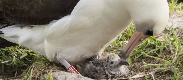 Pacific Region shows Wisdom and her new chick at the Midway Atoll National Wildlife Refuge and Battle of Midway National Memorial in the Papahanaumokuakea Marine National Monument. (File) Pacific Region shows Wisdom and her new chick at the Midway Atoll National Wildlife Refuge and Battle of Midway National Memorial in the Papahanaumokuakea Marine National Monument. (File) - Sputnik International
