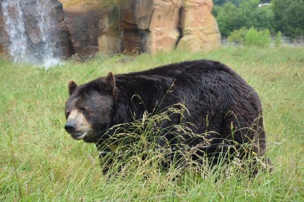 In Canada, Black Bears Poached… for Their Genitals In Canada, Black Bears Poached… for Their Genitals - Sputnik International
