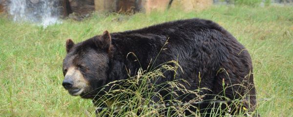 Black bear Black bear - Sputnik International