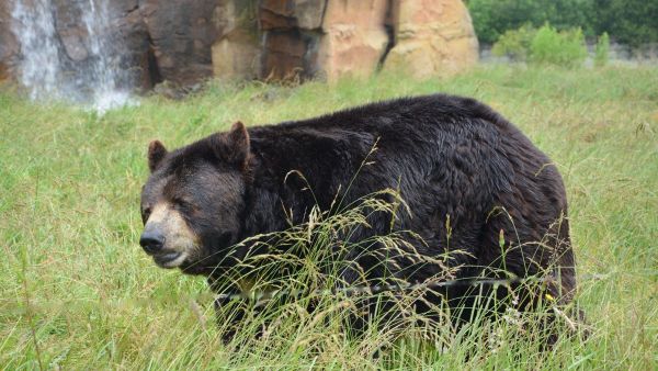 Black bear - Sputnik International