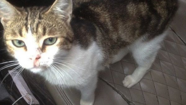 A cat was employed by a former inmate who tried to smuggle drugs into a prison - Sputnik International