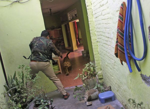 India I could hear leopard crying in pain after it was shot Top News, single, 3rd place - Sputnik International