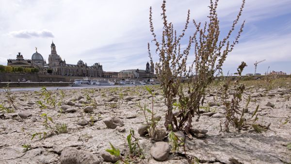 A large part of the Elbe river bed is dried out during a long time of drought in front of the skyline with the Frauenkirche cathedral (Church of Our Lady) in Dresden, Germany, Monday, July 9, 2018.The current water level of the Elbe near Dresden lies at 0,55 meters. - Sputnik International